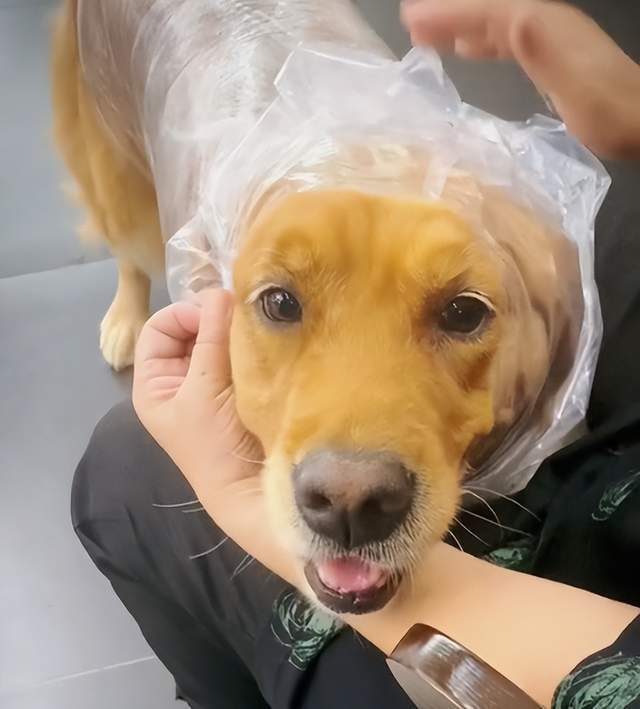 刚洗完澡就下雨,二哈被"烤乳猪"式抬法生无可恋_截图_来自_金毛