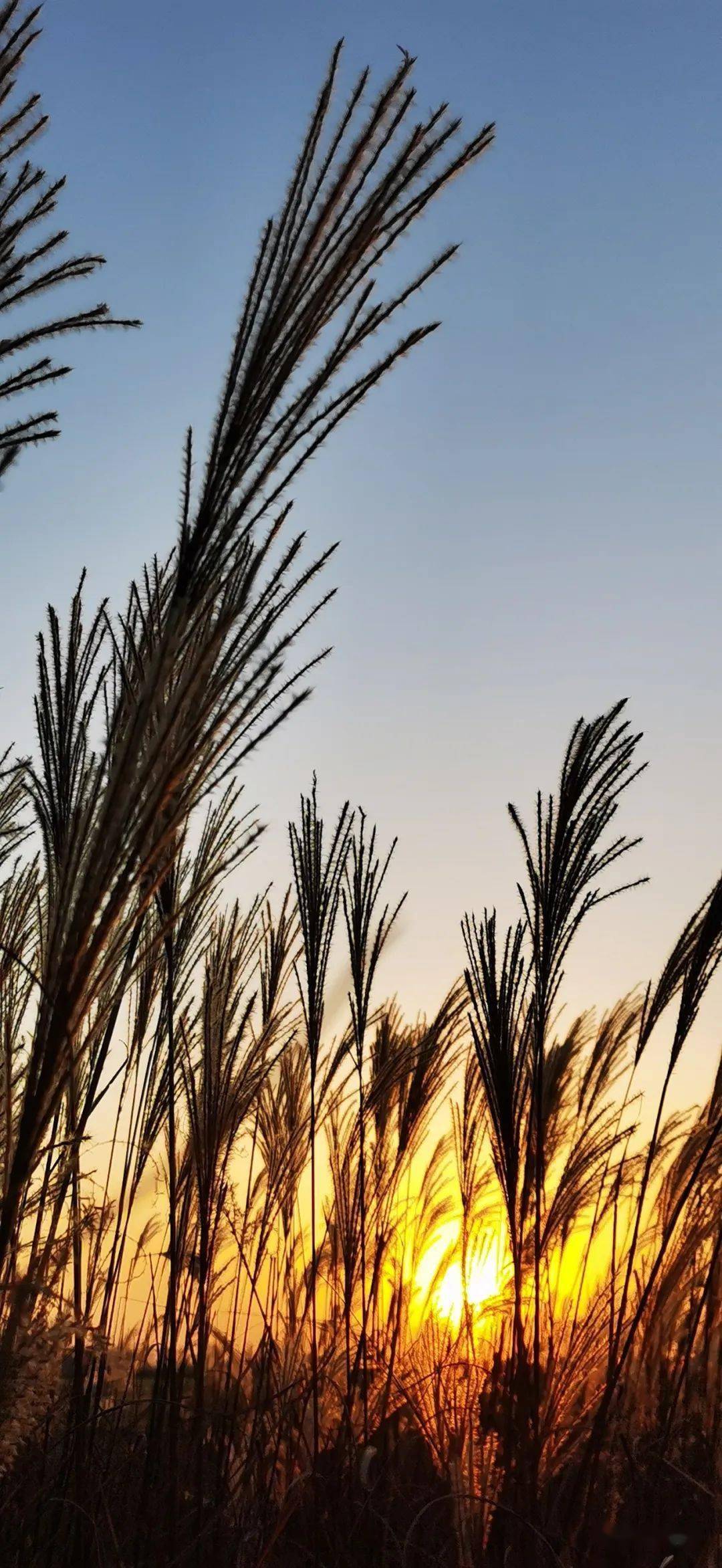 《醉夕阳》 张宏伟【领导动态】区委书记李海潮带队调研全区安全稳定