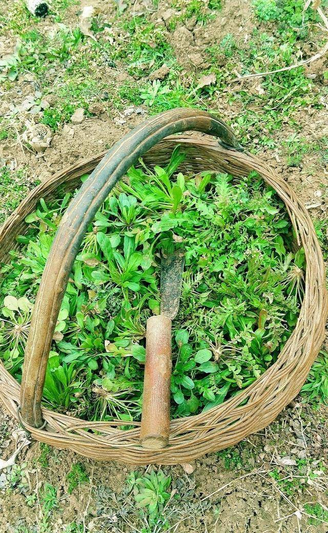 糖尿病人常吃3种野菜,对控制血糖很有好处,现在吃正是好时候_荠菜