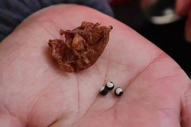 倒地铃-这里藏着无数小心心_种子_植物_果子