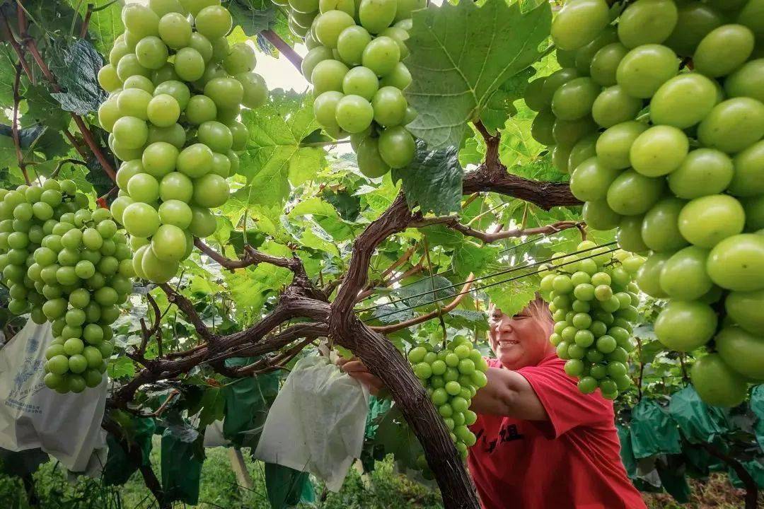 唐三彩白瓷的“白”與“花”使其獨領風騷南宋四大民窯