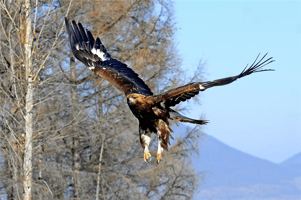 四川王朗发现金雕,用翅膀扇倒山羌,再刺穿其颈部,吃掉内脏后,抓起山羌