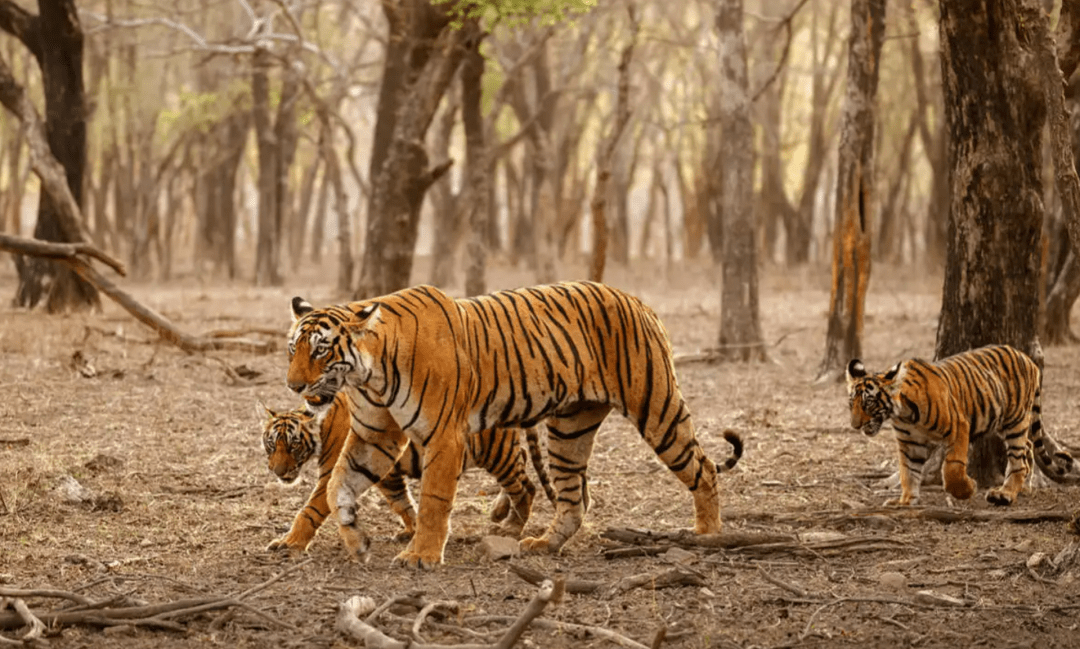印度出现"食牛虎":一头老虎咬死10多头牛,罪魁祸首或是人类_当地人