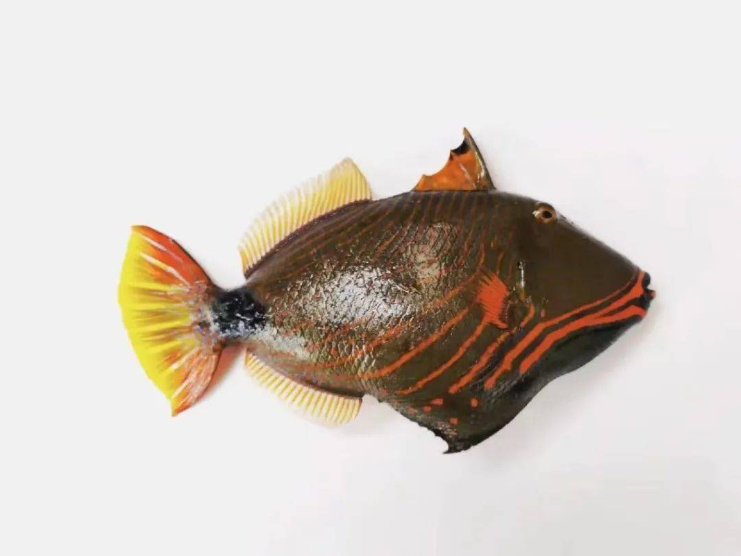 波纹钩鳞魨单带尖唇鱼灰额刺尾鱼双棘甲尻鱼(皇帝神仙鱼)环带细鳞盔鱼