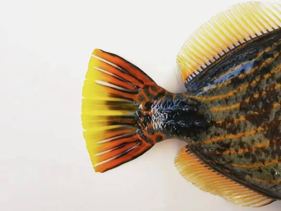 波纹钩鳞魨单带尖唇鱼灰额刺尾鱼双棘甲尻鱼(皇帝神仙鱼)环带细鳞盔鱼