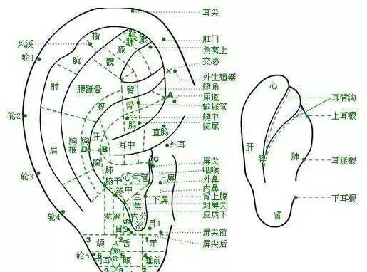 調查發現,壽命越長的老人,他的耳朵就越…_按摩_秘密_耳垂