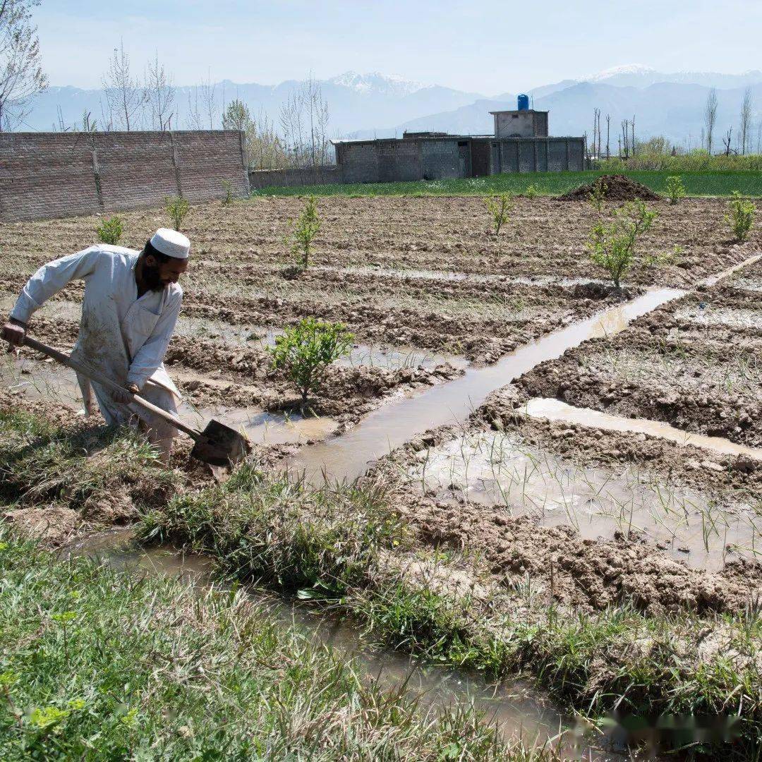 巴基斯坦是如何养活本国2.2亿人的?_种植_农业_地区