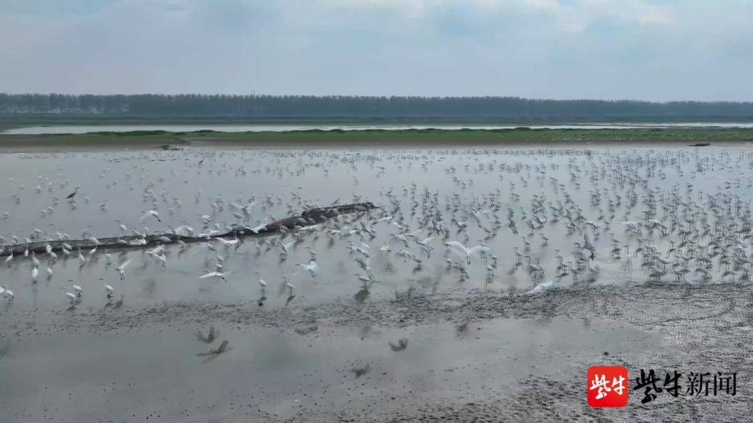 【组图】泗洪溧河洼,鹭鸟的天堂_洪泽湖_湿地_保护区