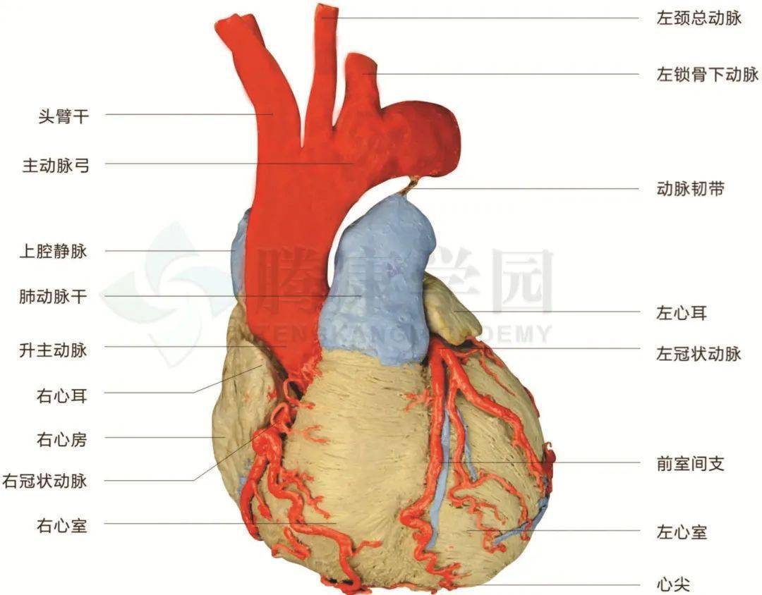 【内脏与痛苦悲伤】供给心脏的血管
