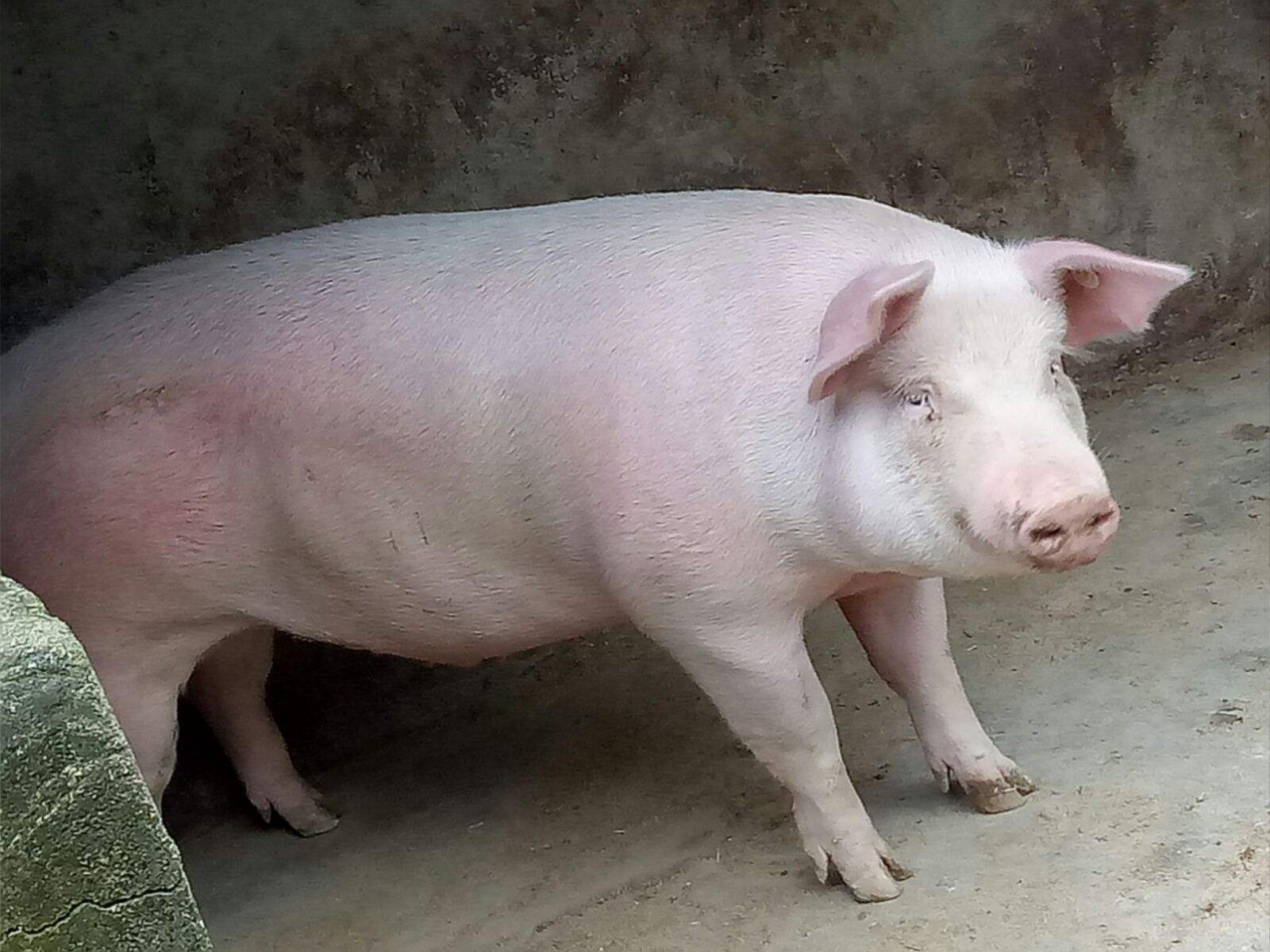 怎么喂猪长得快又省饲料?什么饲料喂猪长得快?赶紧来收藏学习!