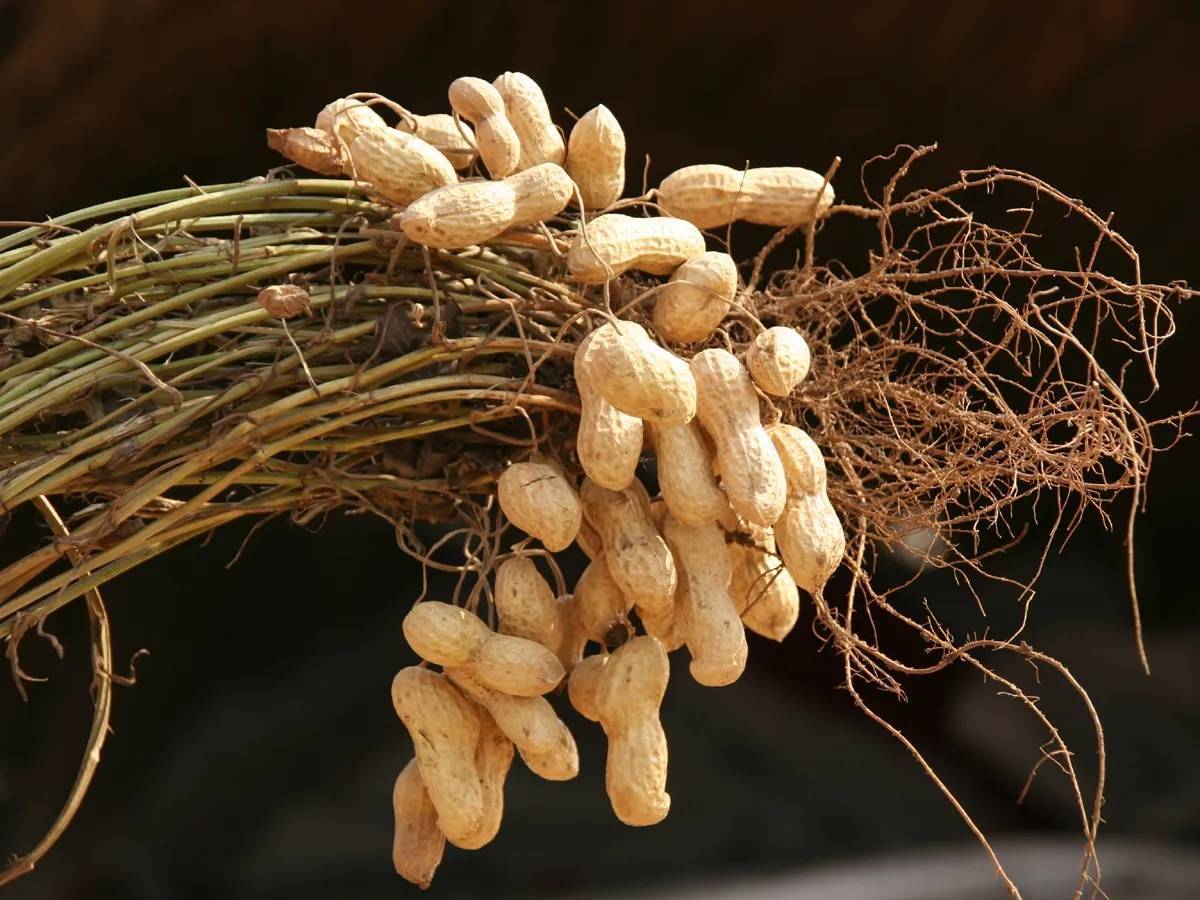 安阳的"内黄花生"成功注册为地理标志证明商标啦!_生产_种植_农产品