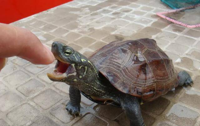 12年须眉捡到一只“乌龟”养了7年觉得不合错误劲，无法报警让人带走（在路上看到乌龟能不能捡回来养）