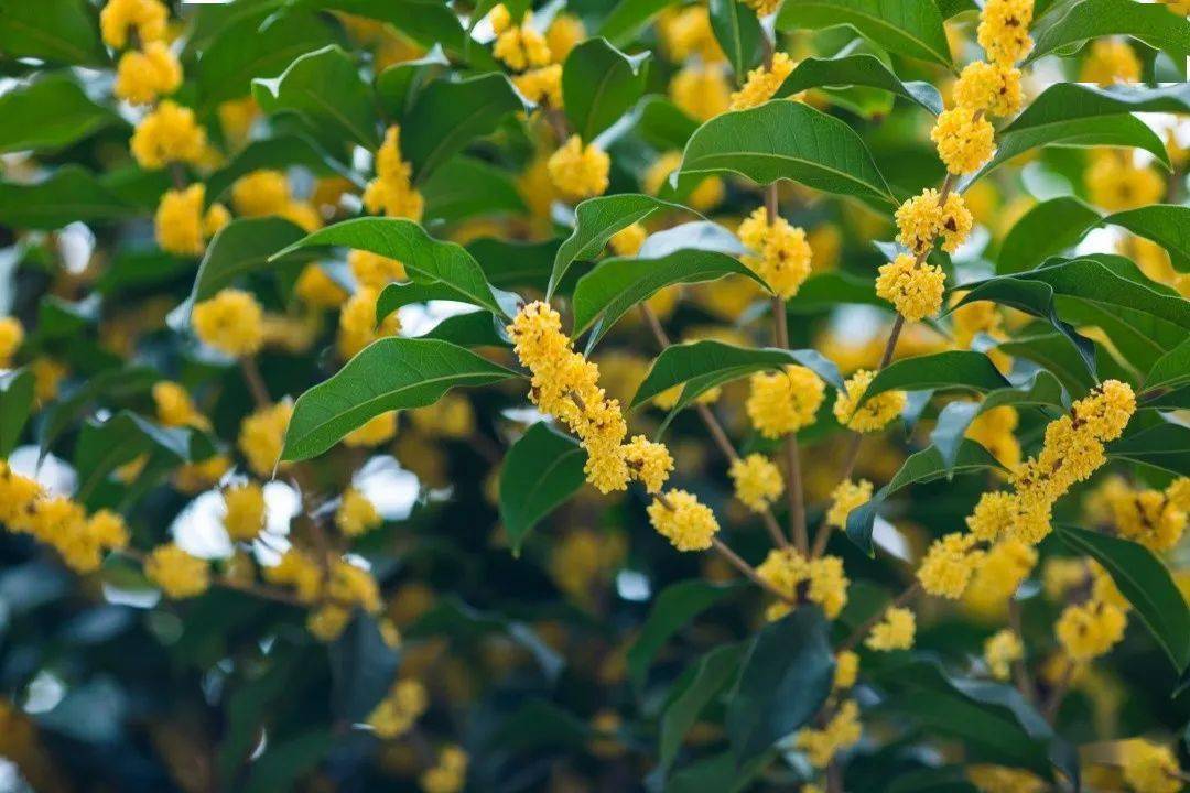 浅谈杭州桂花优良的品种
