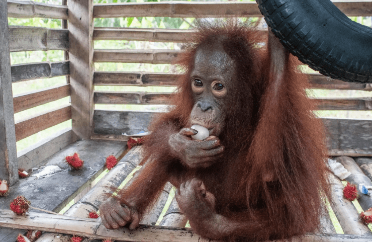 2003年,印尼红毛猩猩遭囚禁,被迫化妆接客六年,每次只需两英镑