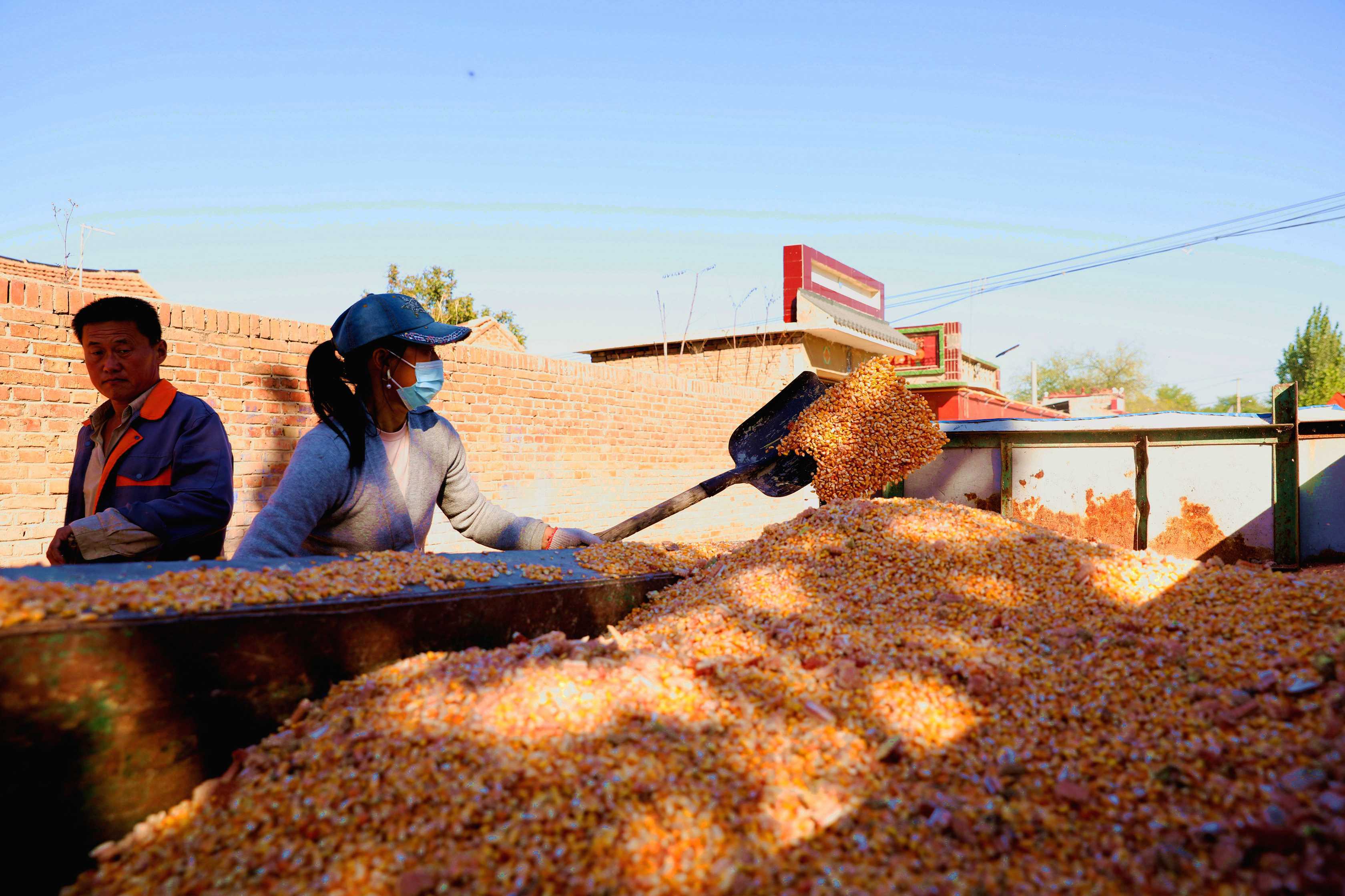 济南徒骇河畔玉米丰收,脱粒晾晒颗粒归仓_情报员_齐鲁_大街小巷