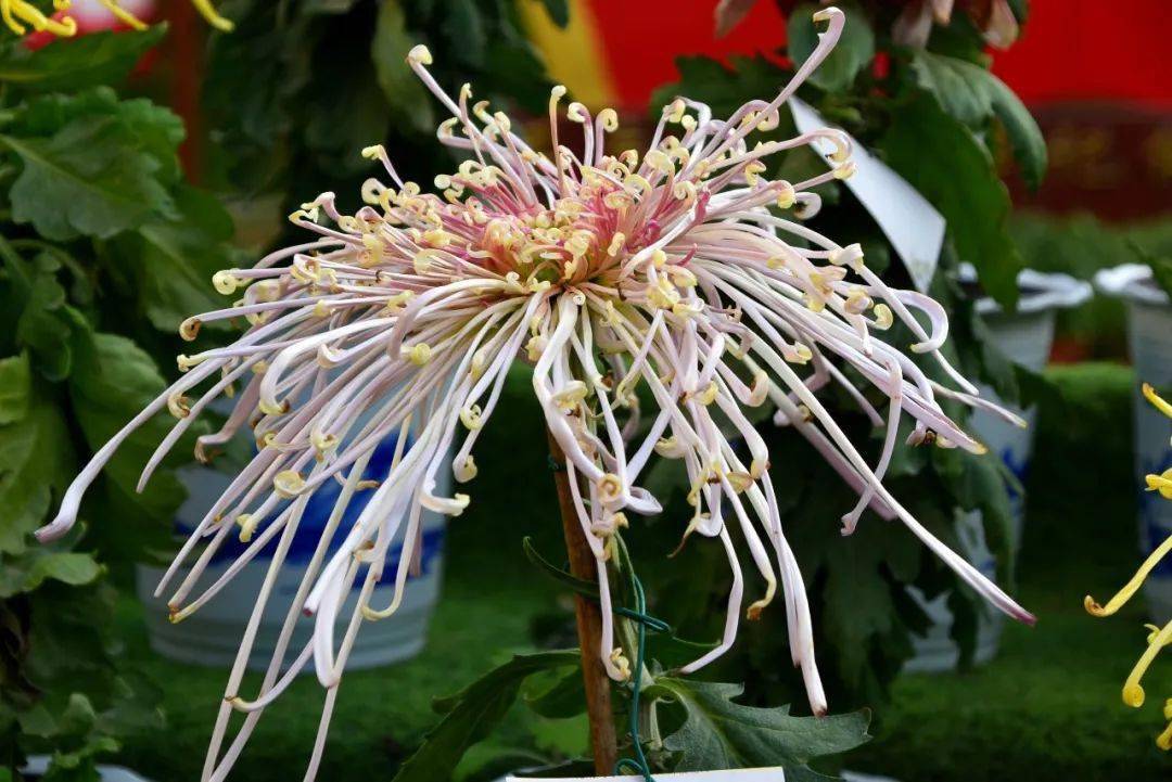 中原_畅游_盛宴