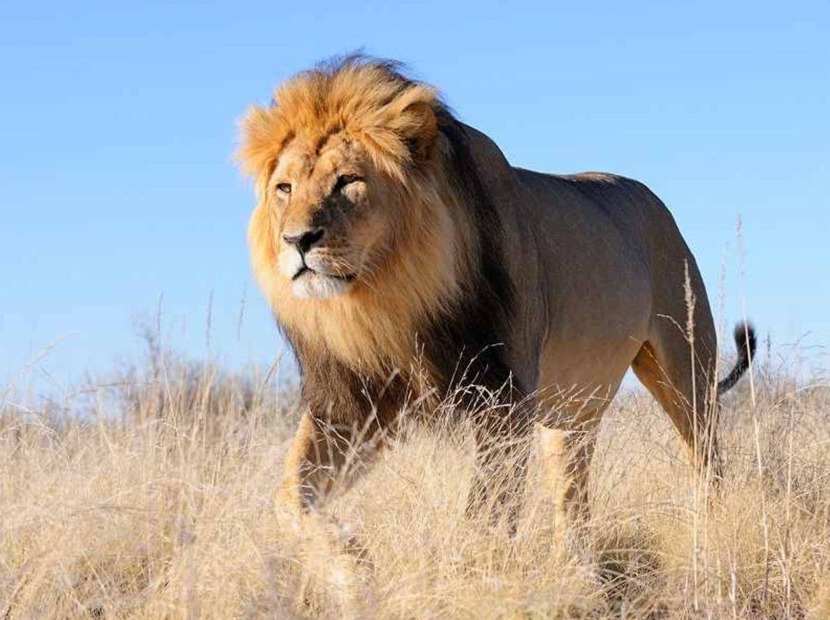 狮群_狮子_物种