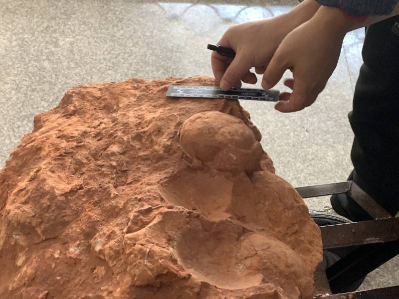 专家揭秘江西恐龙蛋化石：外形较完整，推测未经孵化已被掩埋