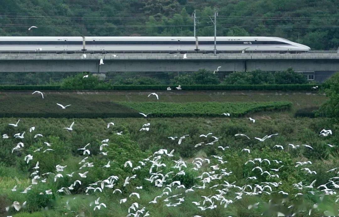 跟义乌有关的这条铁路,新进展来了!_杭丽_缙云_规划