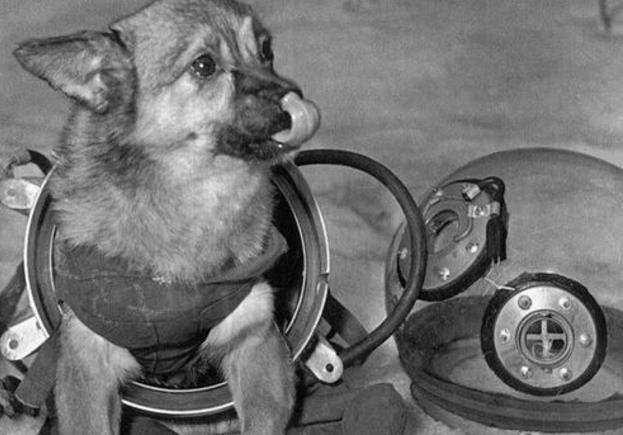 至今还在太空流浪,成为一只太空狗_莱卡_人类_小狗