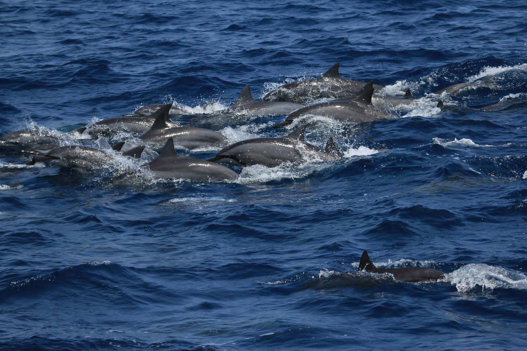 海豚怎么交配?科学家:它们并不像表面那么温顺,本身极具侵略性