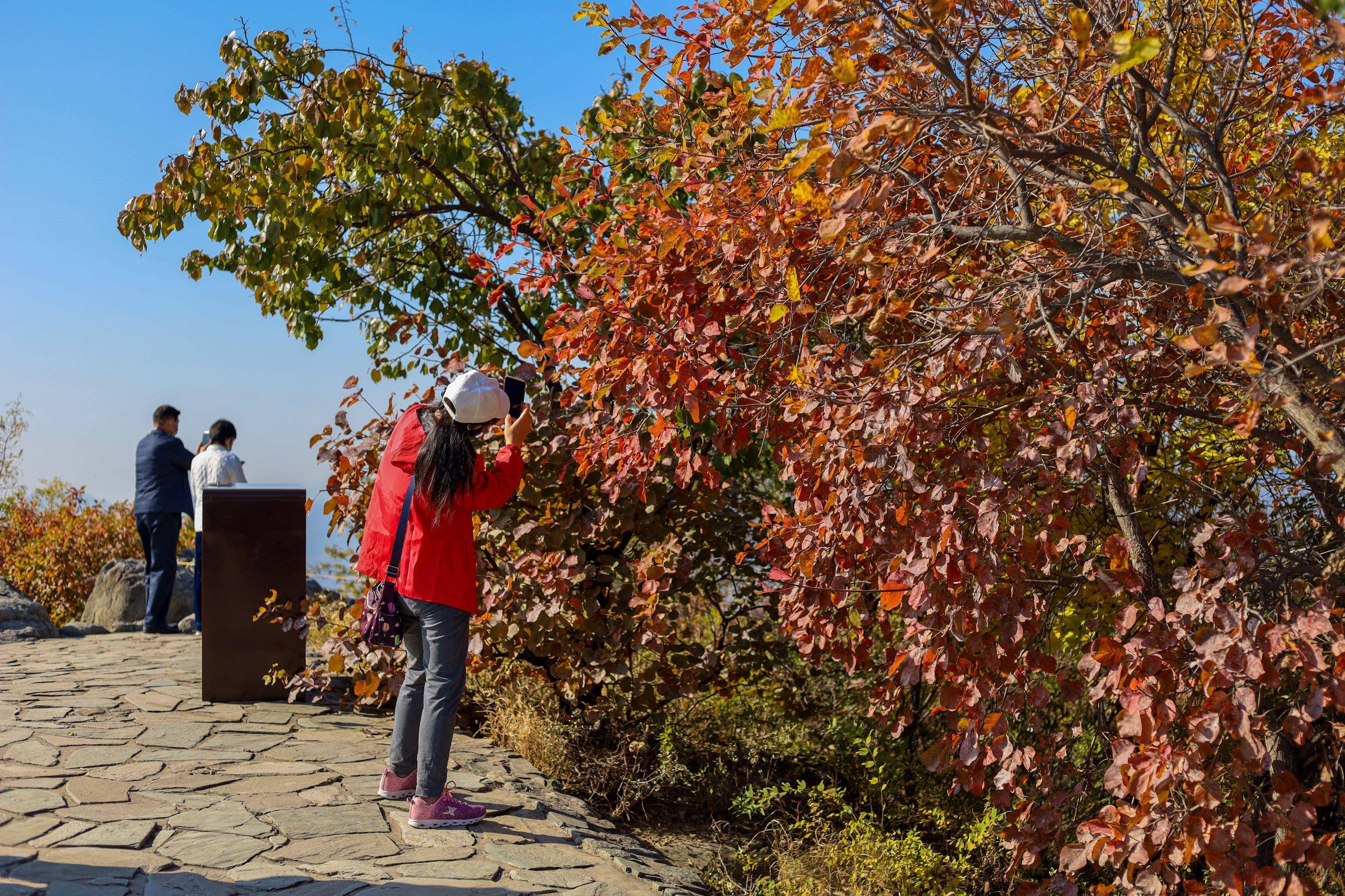 平均红叶变色指数30%，本周末香山公园将迎“赏红”高峰