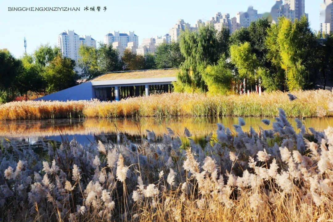 哈爾濱之秋|走進丁香公園的秋天_冰城_秋色_感覺