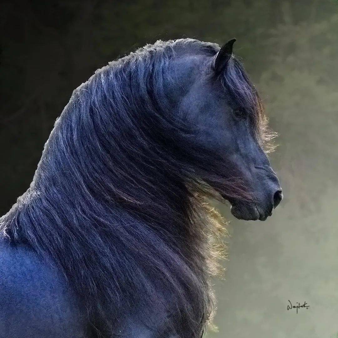 【砚外之艺】 专业摄影师镜头里的《骏马》_传播_wojtek_移动