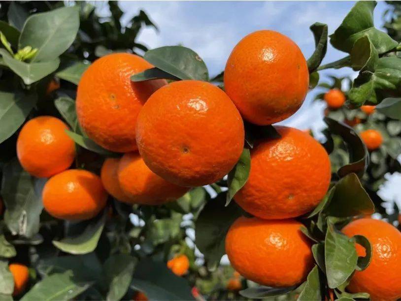 广西金秋沙糖桔陆续上市,好果5.1元/斤!_价格_市场_推广