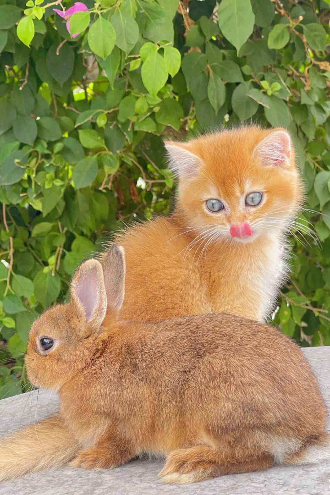 猫猫和兔兔实的能放在一路养吗？俩小家伙才是实爱！铲屎官是个破例…