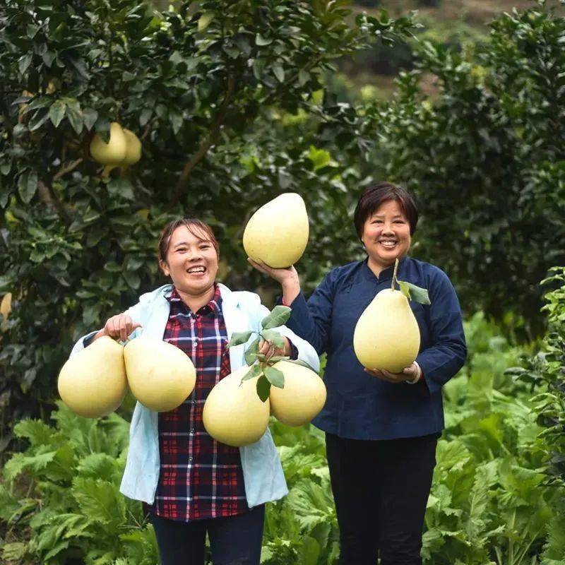 今日福利 | 肉厚！脆嫩！汁甜！地道安然平静琯溪蜜柚，果园曲发，5斤24.9元起！