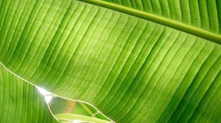 "艾粄"你吃过几种?做法竟这么简单,软糯甘香,好吃不粘牙