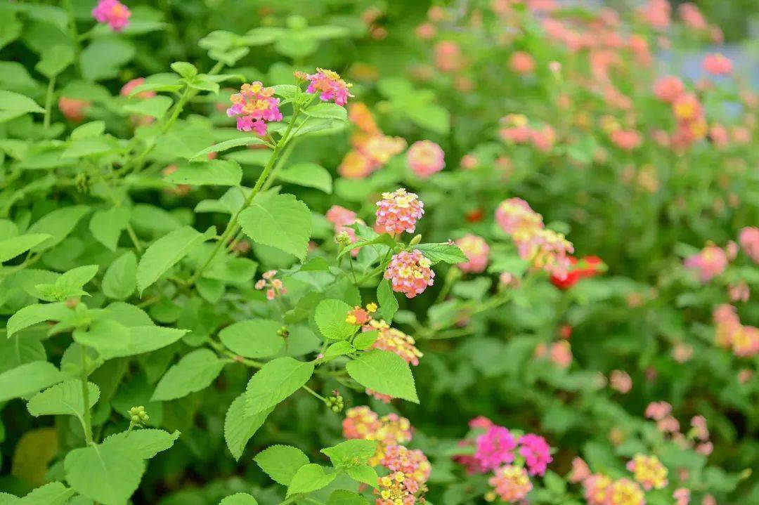 一朵朵一簇簇连起来成了一副烂漫油画秋景,只想身陷这片彩色的花梦