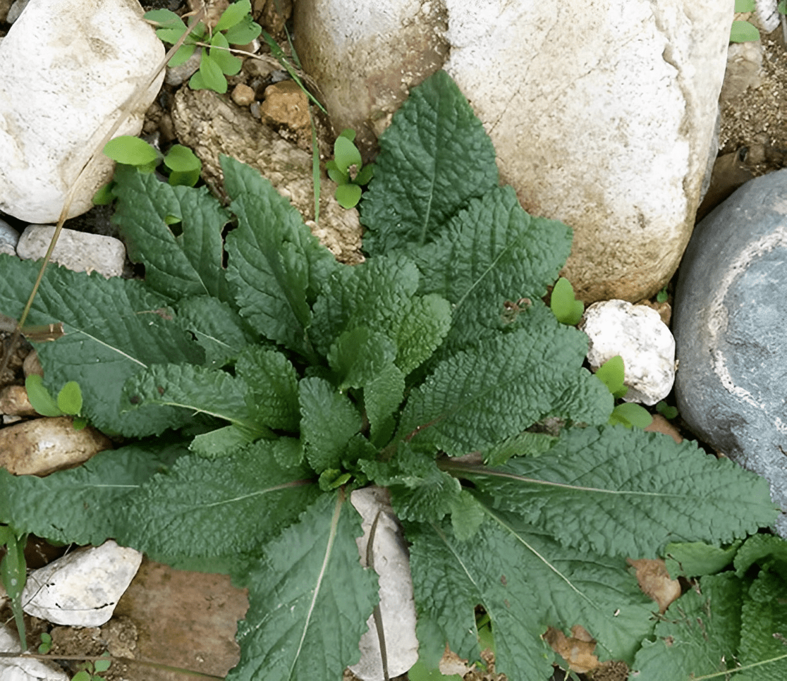 1种"蟾蜍草"珍贵,叶子像蛤蟆皮,在路边看到别踩踏