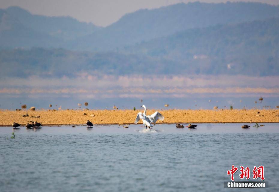 越冬候鸟陆续抵达江西鄱阳湖湖口水域_李学华_天鹅_保护
