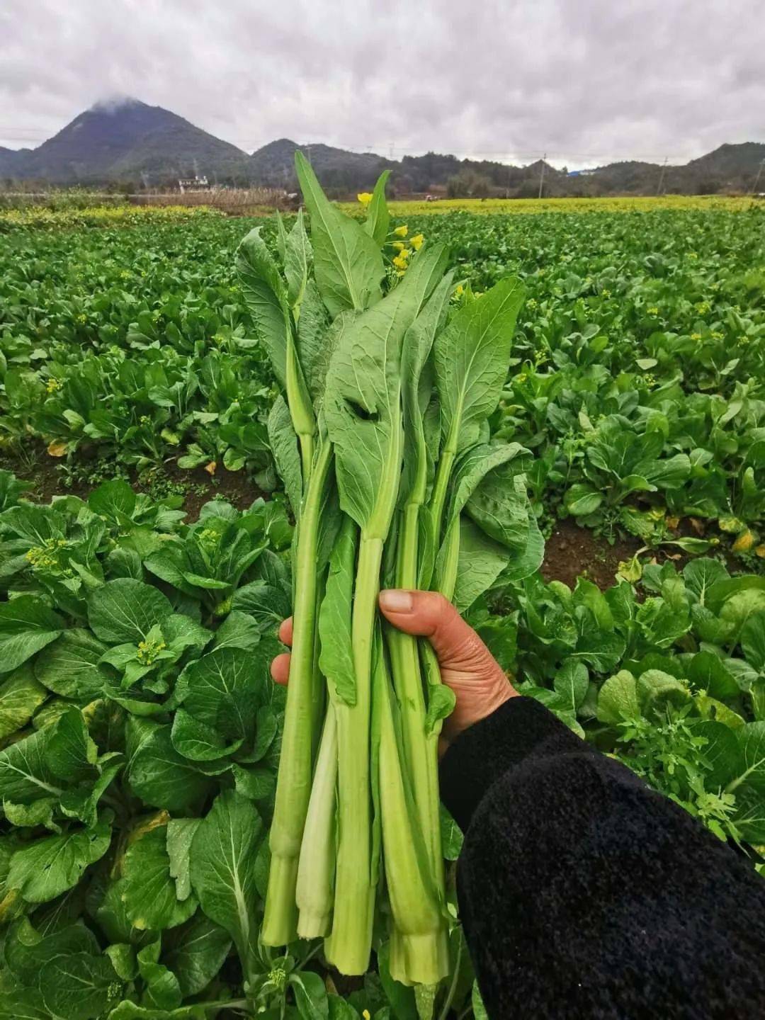 番禺出发~游百亩菜心基地,打卡欧家梯田,食足四餐,美食摄影纯玩2天