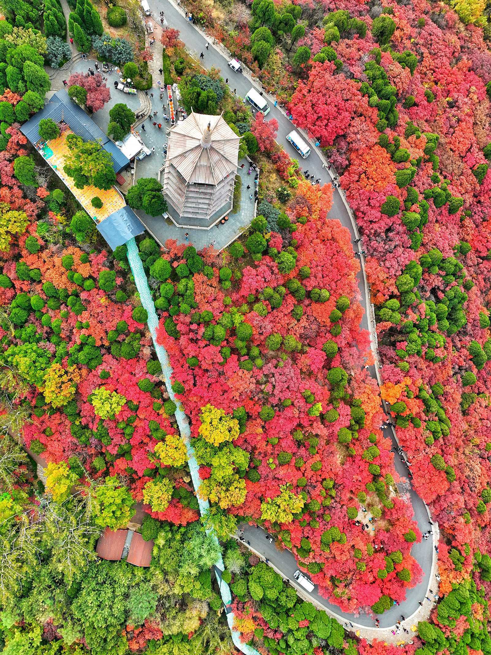 全景航拍带你瞰济南红叶谷醉美时刻_情报员_黄栌_齐鲁