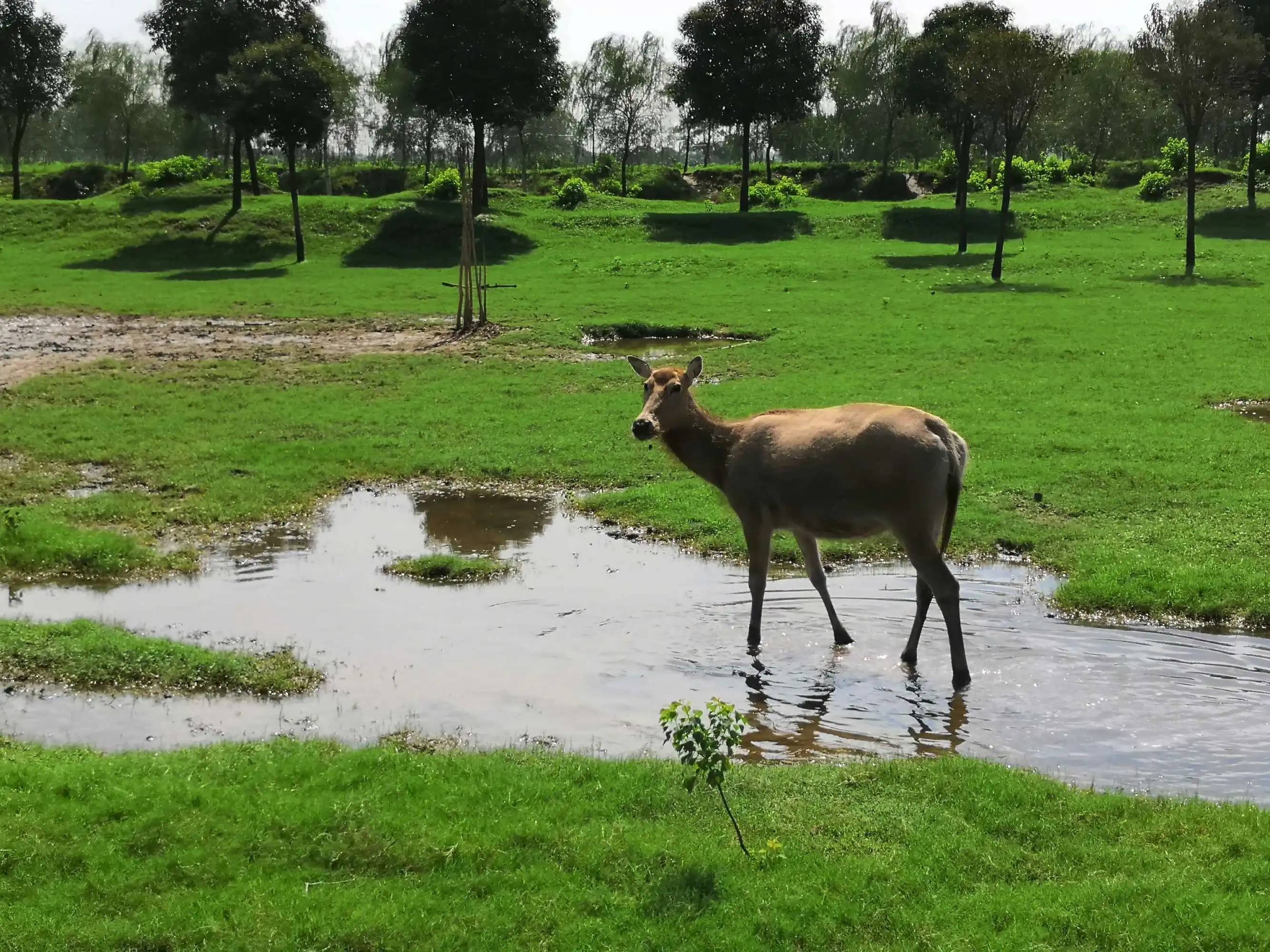 盐城市大丰中华麋鹿园景区(联)_霞浦_林承强_驰名