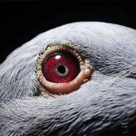 「经验」紫罗兰种鸽眼欣赏 猜猜一共有几羽