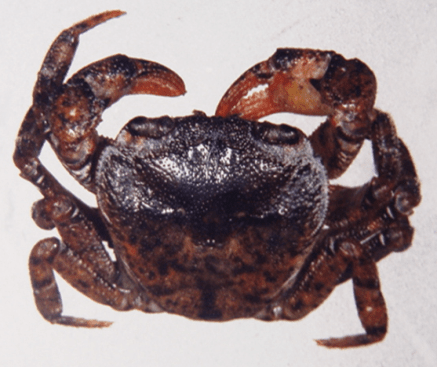 结果染上这种病_肺吸虫_寄生_肺部