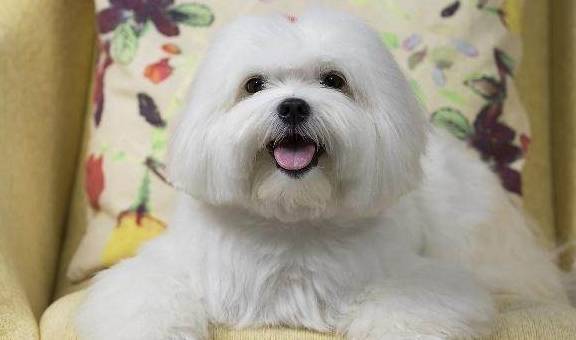 长寿的小型犬都有哪些 你家的狗狗上榜了吗 毛发 拉萨 泰迪