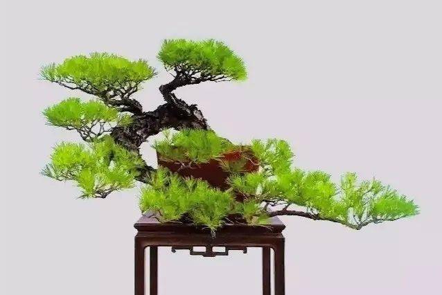 悬崖之回旋捞月_盆景_造型_景观