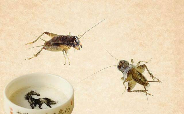 因此,皇帝的任何一项爱好,一旦传到民间,在名人效应的推动下,势必将