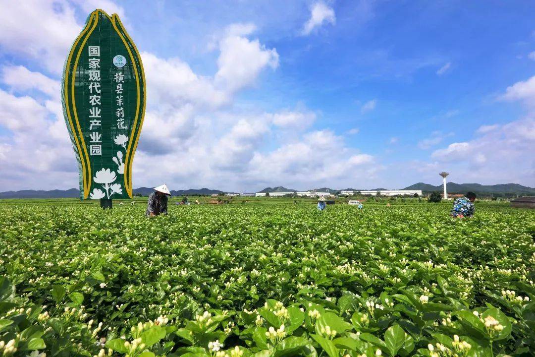 茉莉飘香 一花一城——横州市茉莉花产业全产业链加快发展