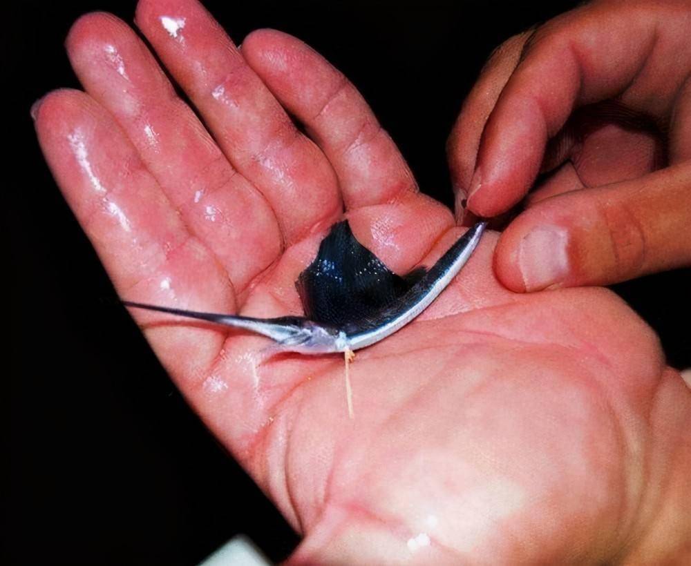 旗鱼幼崽旗鱼身上是有着不少令人惊叹的特点,比如出生时不过2毫米