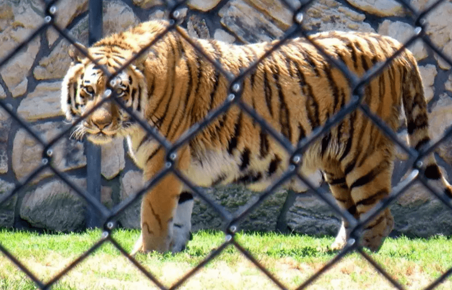 轰动一时的八达岭老虎伤人案:幸存者索赔150万,因毁容无法工作_赵箐_