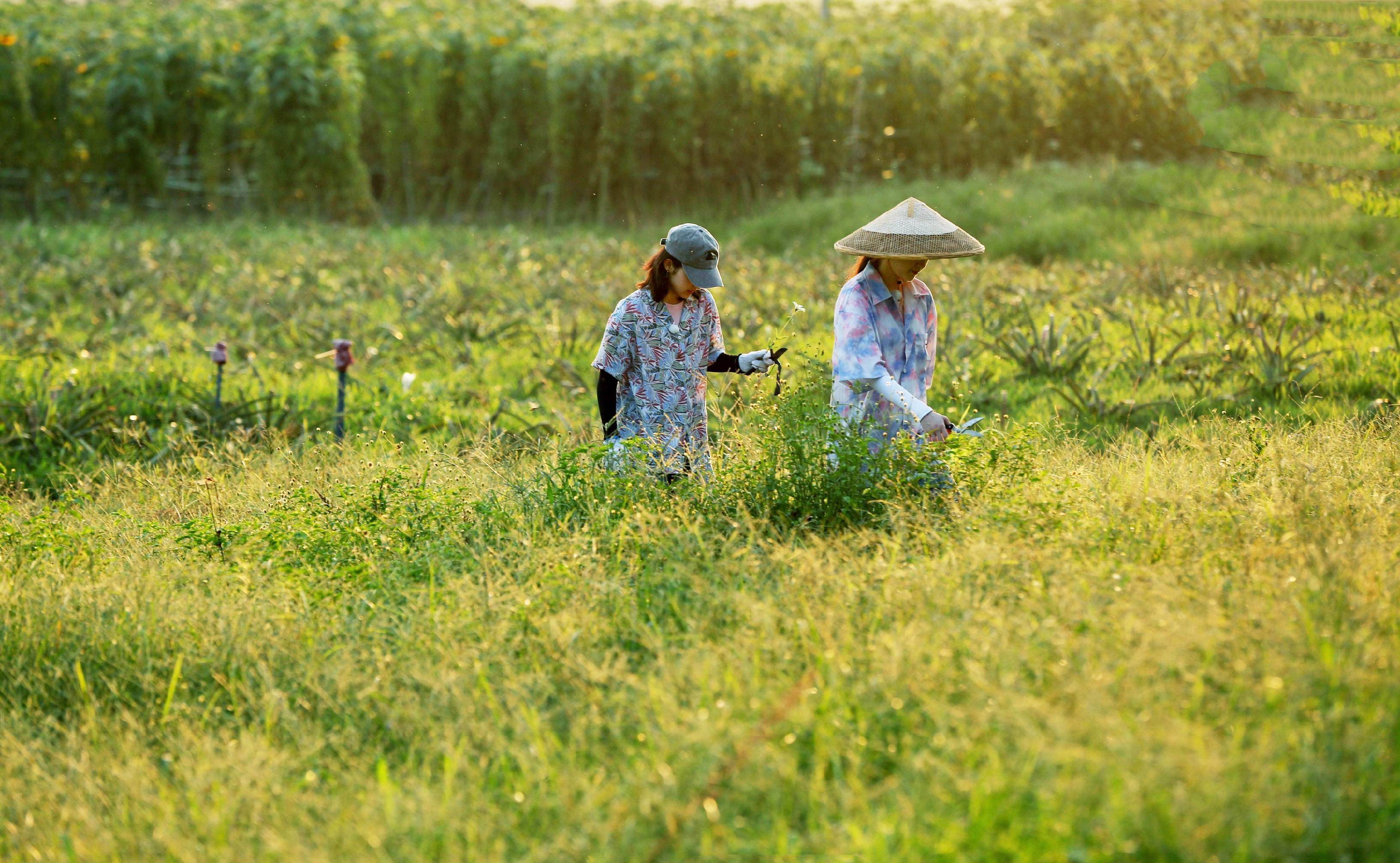 张子枫欧阳娜娜田园写真,同穿印花衬衫似姐妹,青春少女好养眼_休闲