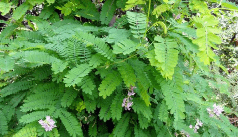 这种红豆子,人称"相思豆",串手链价值昂贵,却不知它有剧毒_母珠_种子