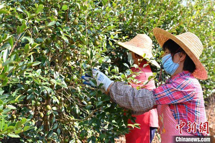 广东油茶进入采摘期 油茶籽产量预计22万吨
