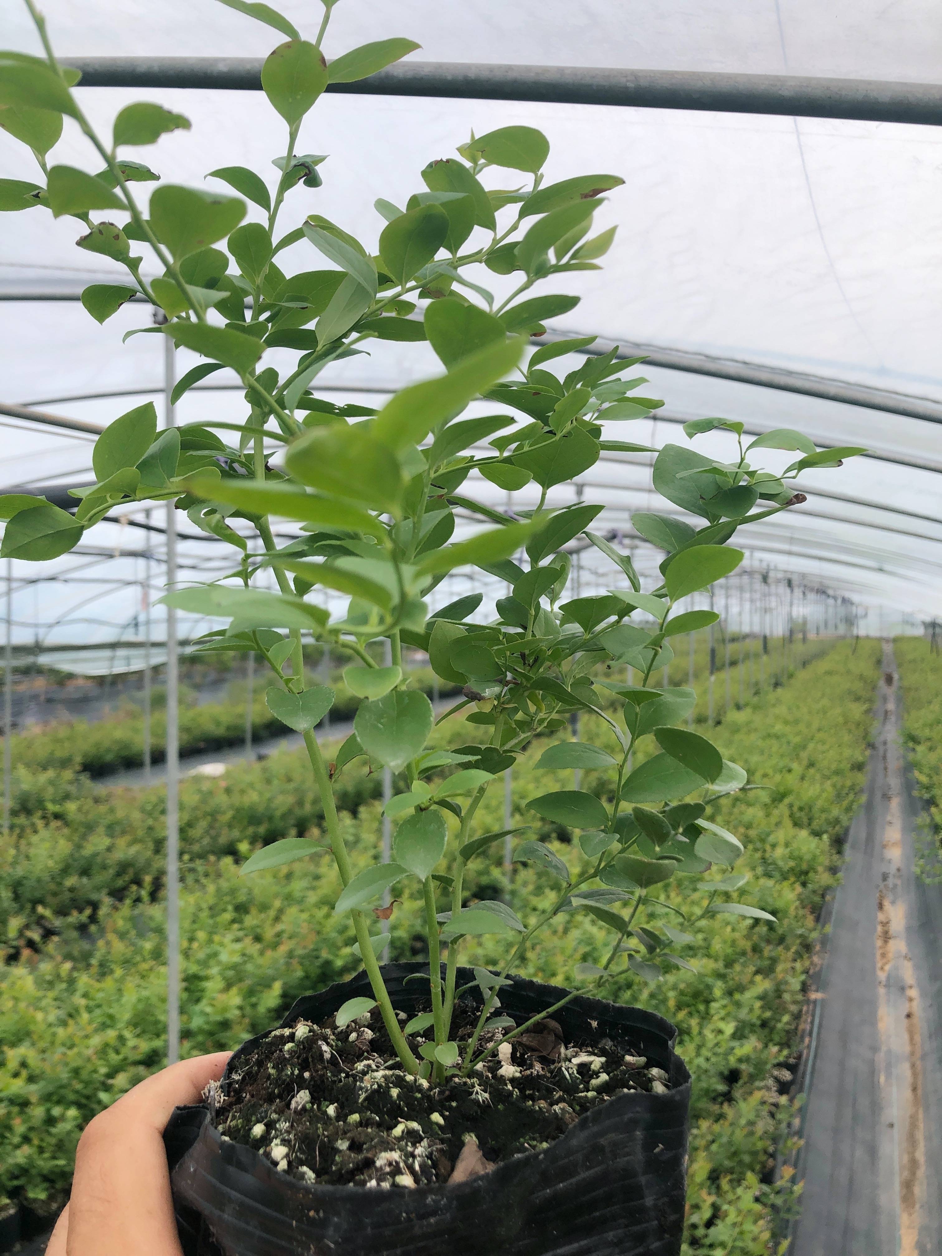 f6蓝莓苗; 口感甜 一年结两季的串果蓝莓苗品种